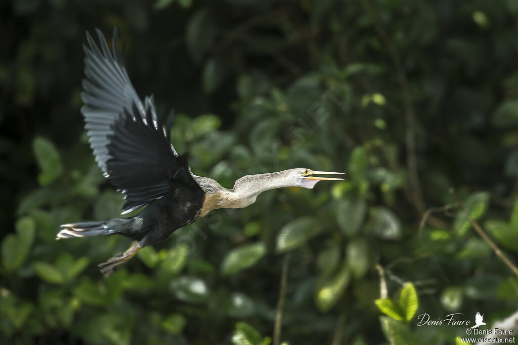 Anhinga female adult, Flight