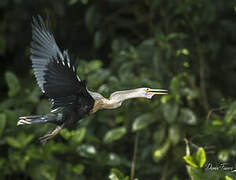 Anhinga