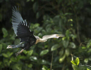 Anhinga d'Amérique