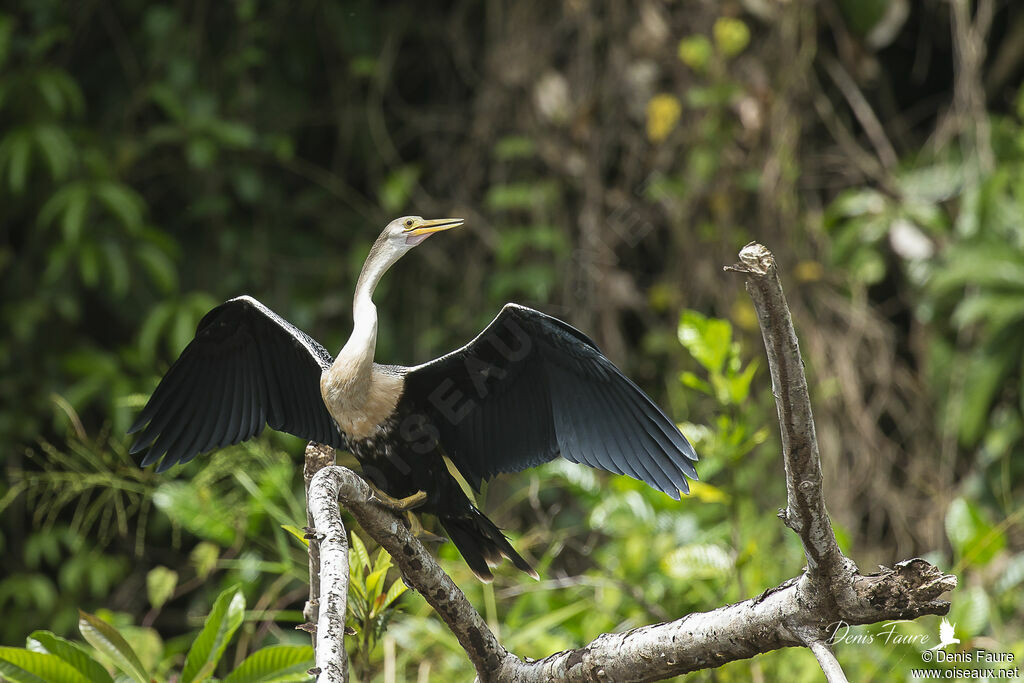 Anhinga female adult, Flight