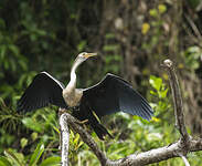 Anhinga d'Amérique