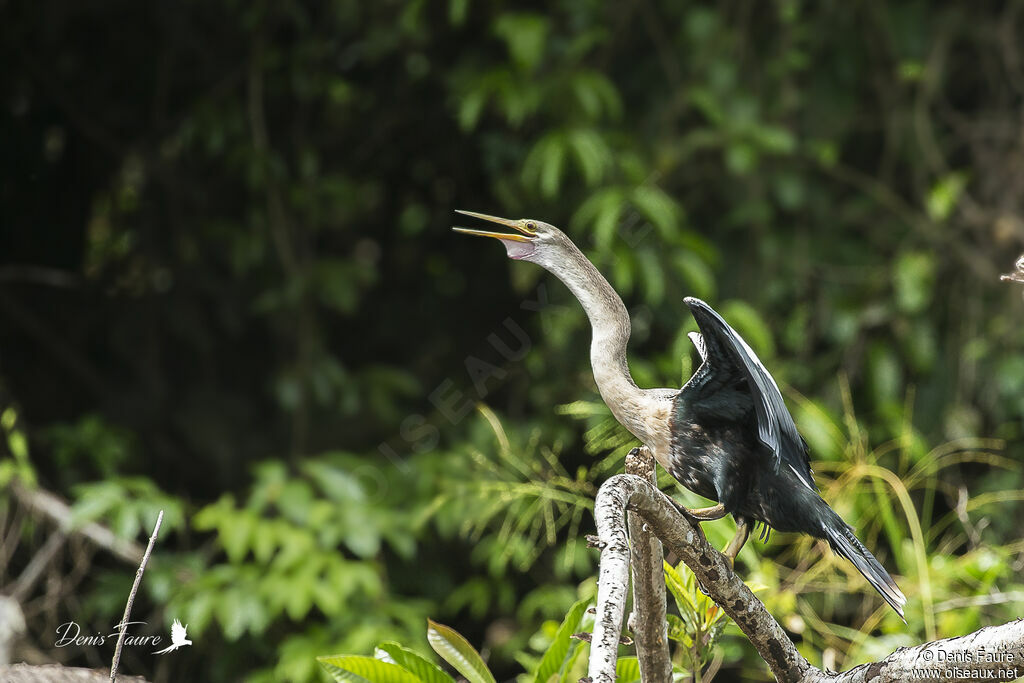 Anhinga