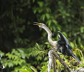 Anhinga d'Amérique