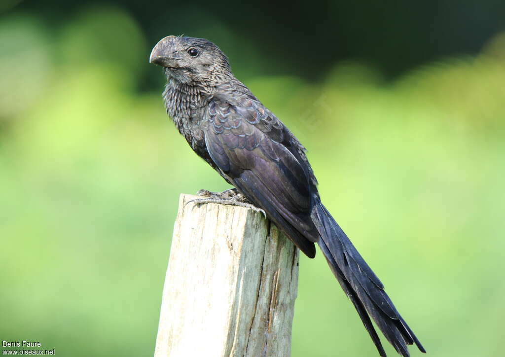 Smooth-billed Aniadult, identification