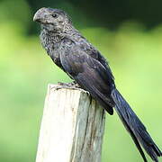 Smooth-billed Ani