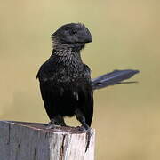 Smooth-billed Ani