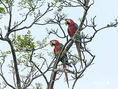 Red-and-green Macaw