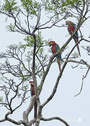 Red-and-green Macaw