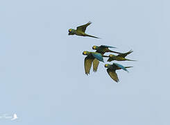 Red-bellied Macaw