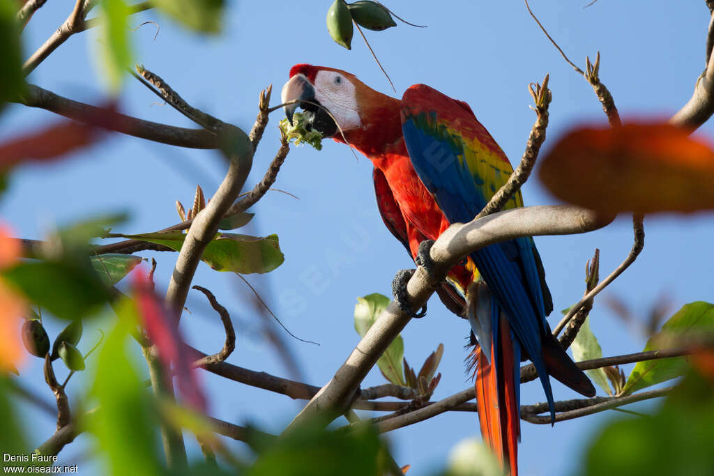 Ara rougeadulte, habitat, mange