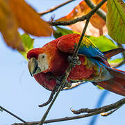 Scarlet Macaw