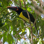 Green Aracari