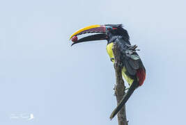 Green Aracari