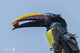 Green Aracari