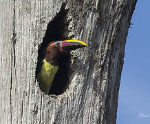 Green Aracari