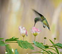 Plain-bellied Emerald