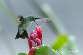 Plain-bellied Emerald