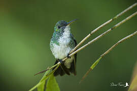 Plain-bellied Emerald