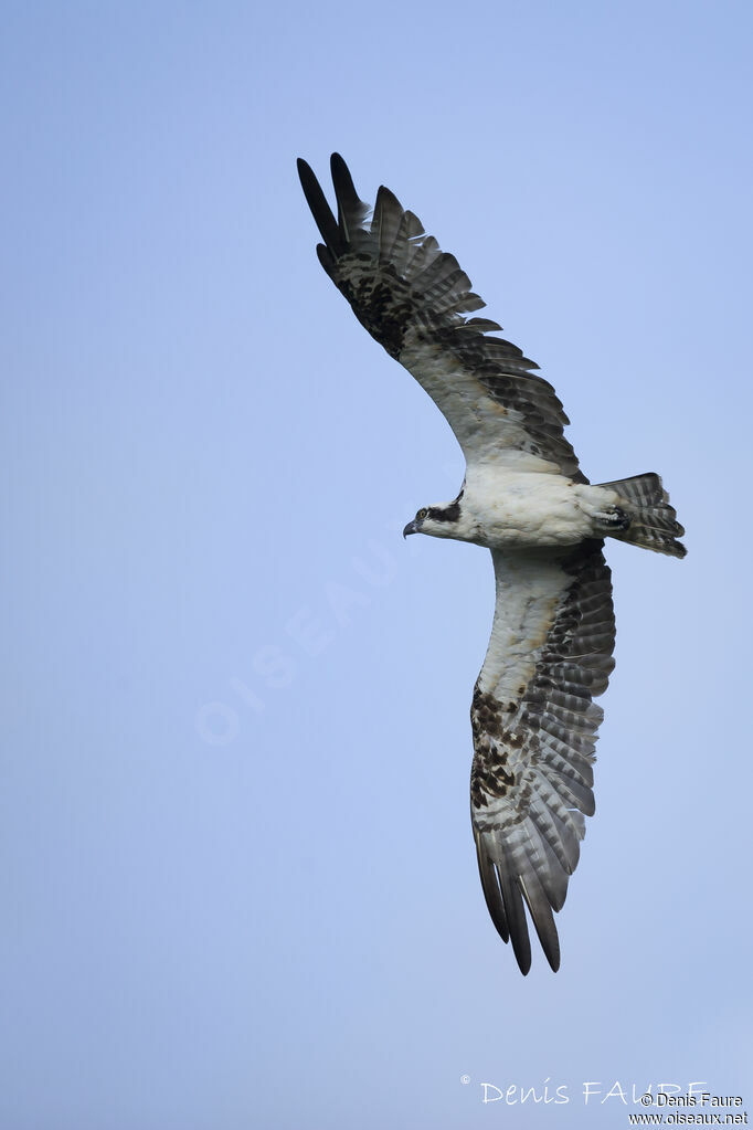 Western Ospreyadult, Flight, fishing/hunting