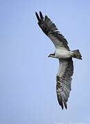 Western Osprey