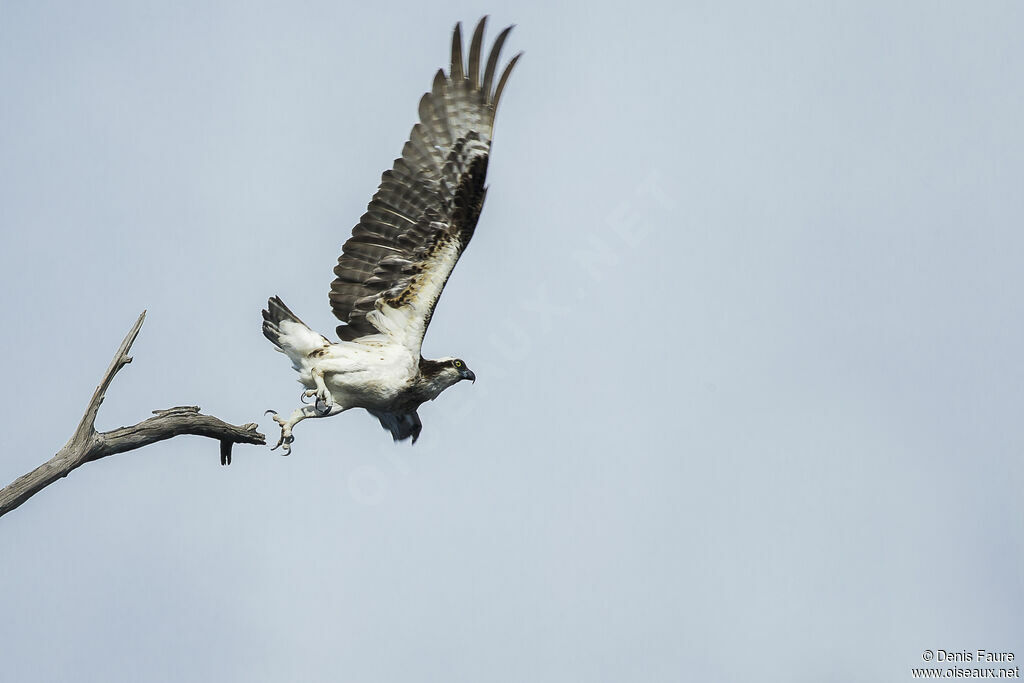 Western Ospreyadult, Flight