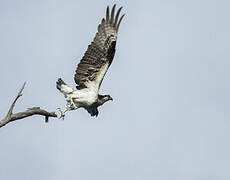 Western Osprey