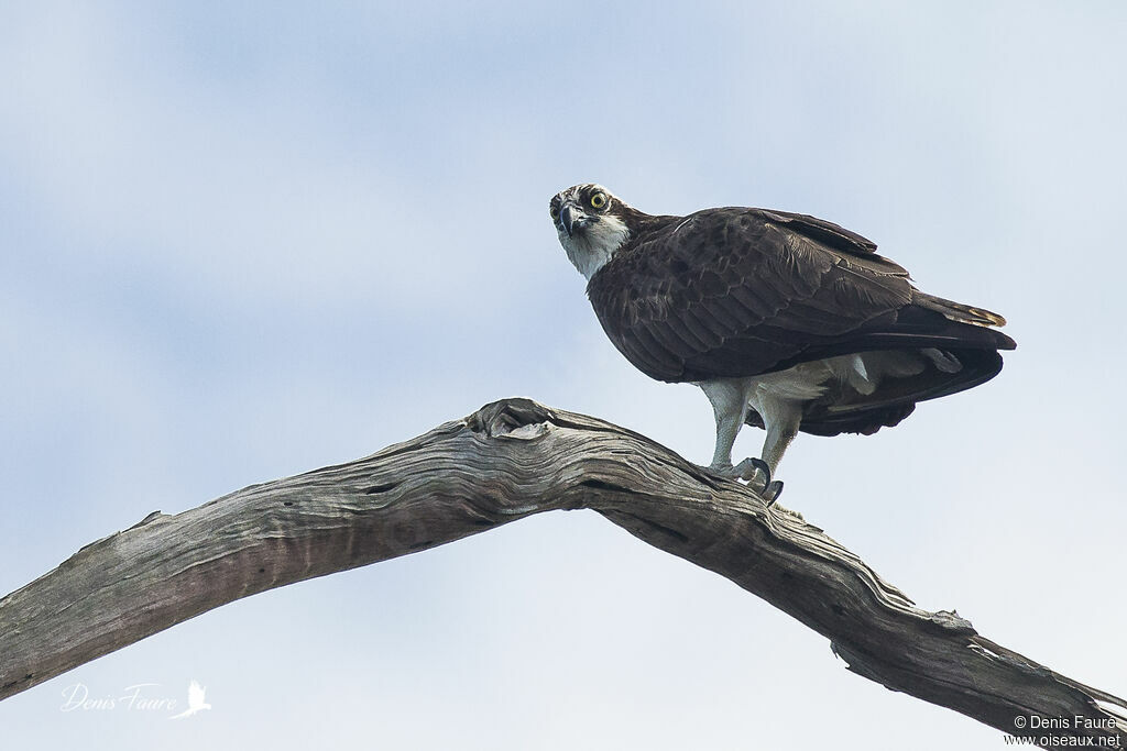 Western Ospreyadult