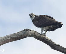 Western Osprey