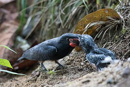 Swallow-winged Puffbird