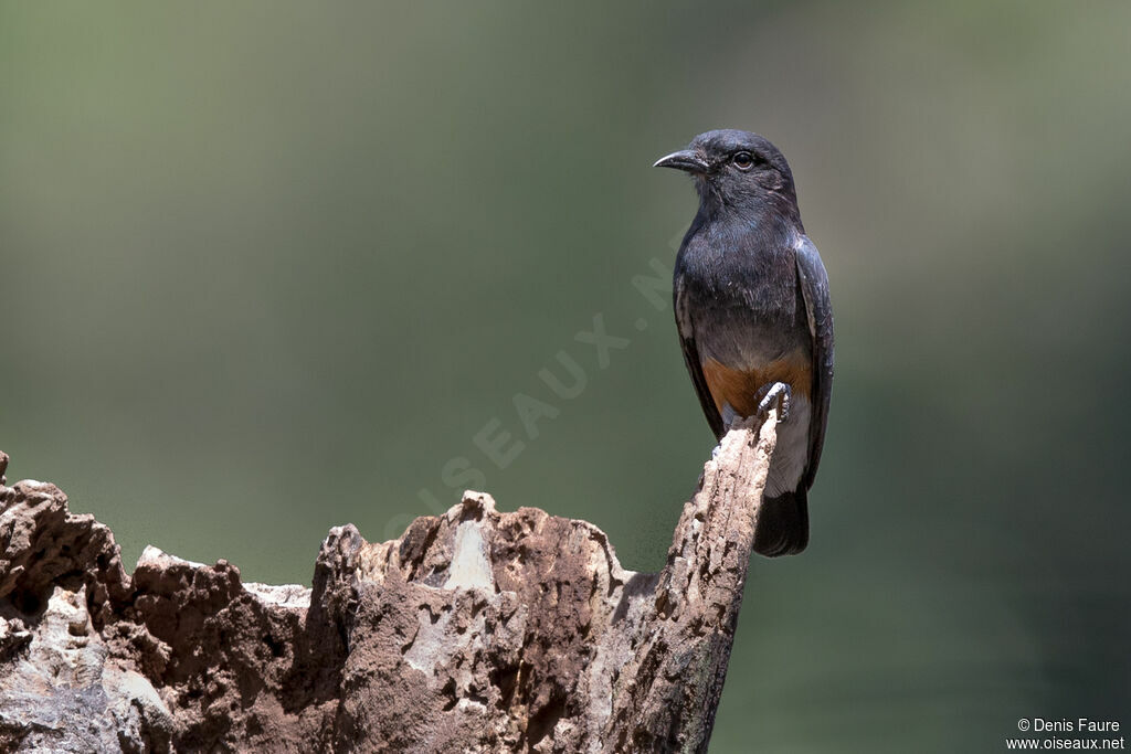 Swallow-winged Puffbirdadult, Reproduction-nesting