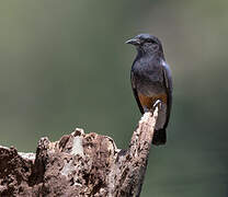 Swallow-winged Puffbird