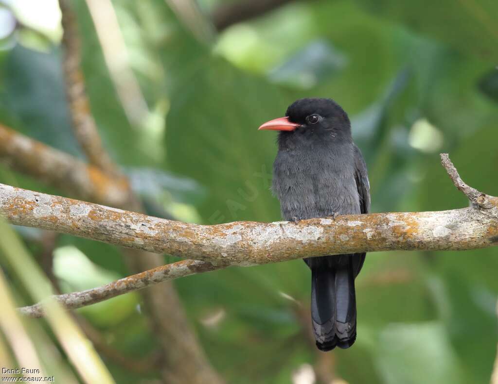 Black Nunbirdadult, identification