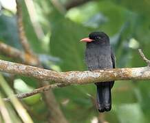 Black Nunbird