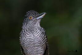 Fasciated Antshrike