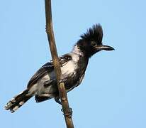 Black-crested Antshrike