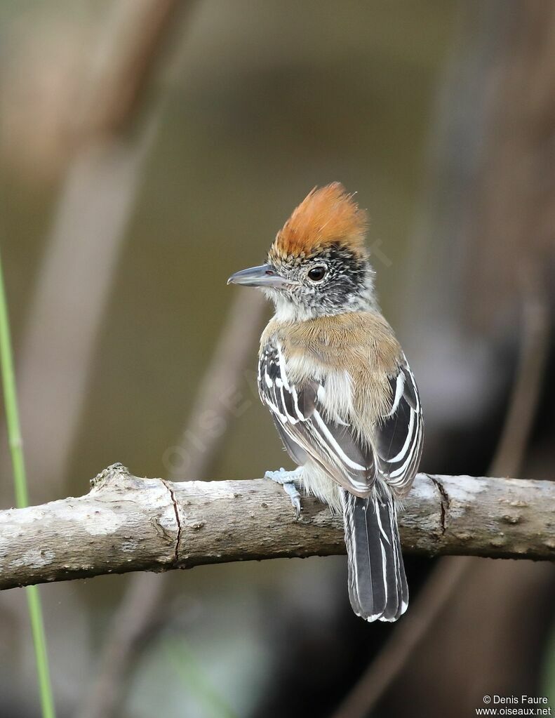 Black-crested Antshrike female