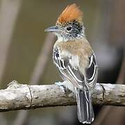 Black-crested Antshrike