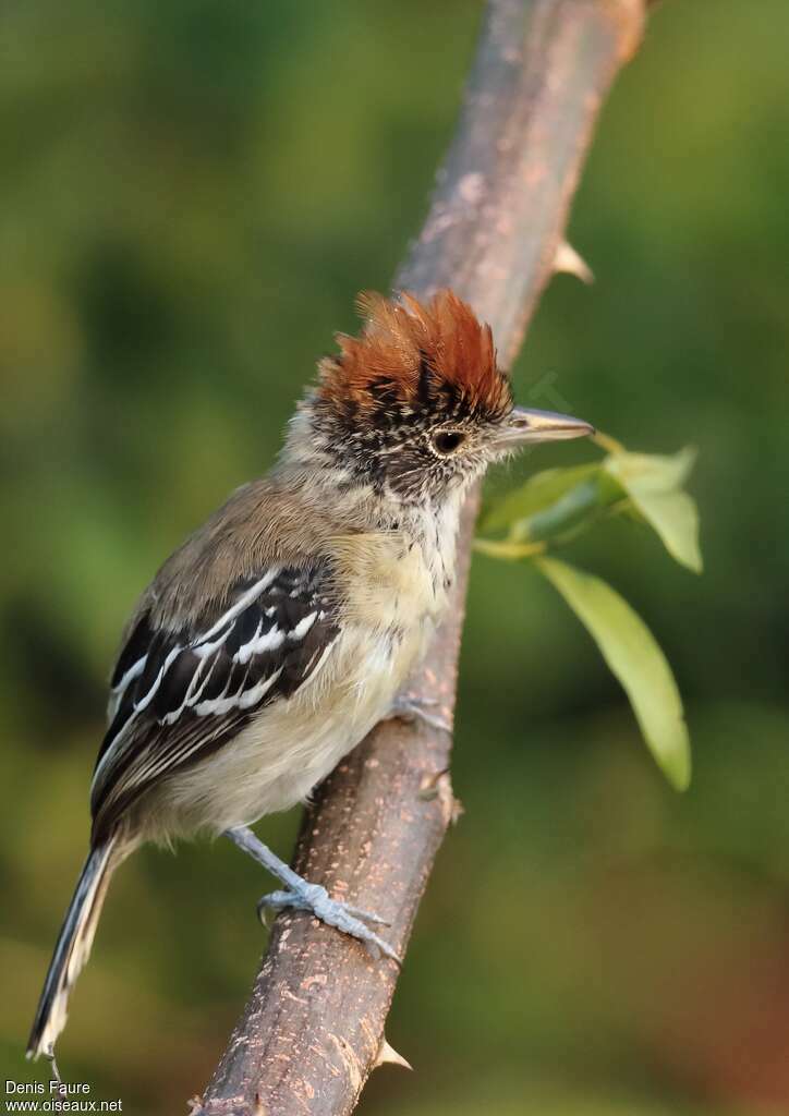 Batara huppé femelle adulte, identification