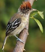 Black-crested Antshrike