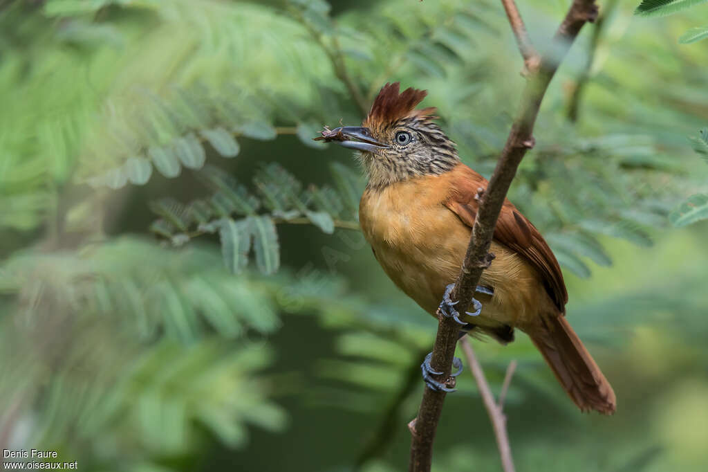 Barred Antshrike female adult, pigmentation, feeding habits