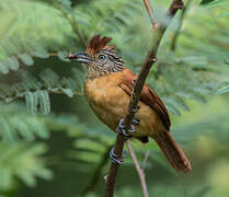 Barred Antshrike