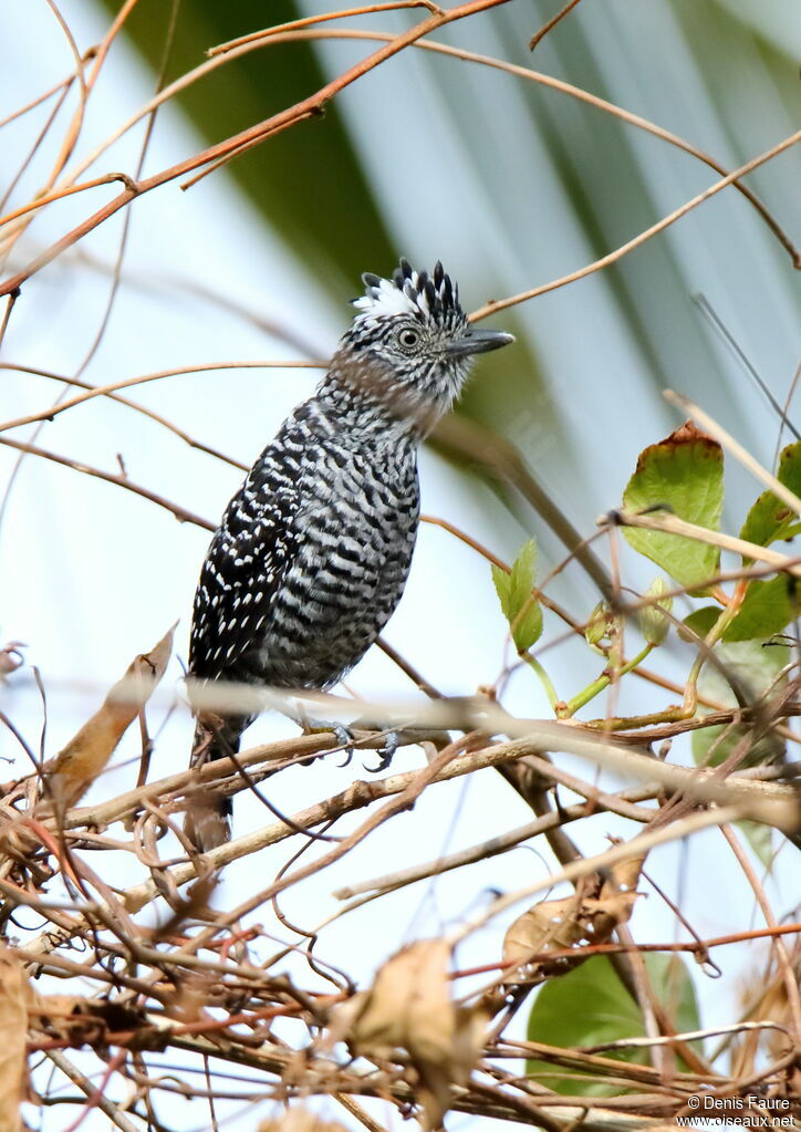 Barred Antshrike male