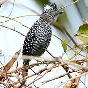 Barred Antshrike