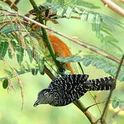 Barred Antshrike