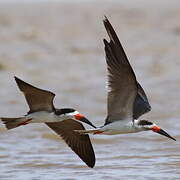 Black Skimmer