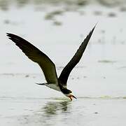 Black Skimmer