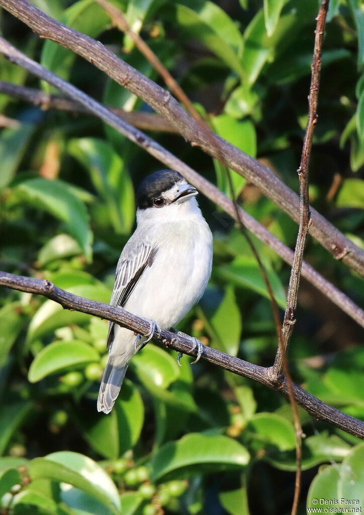 Cinereous Becard male adult