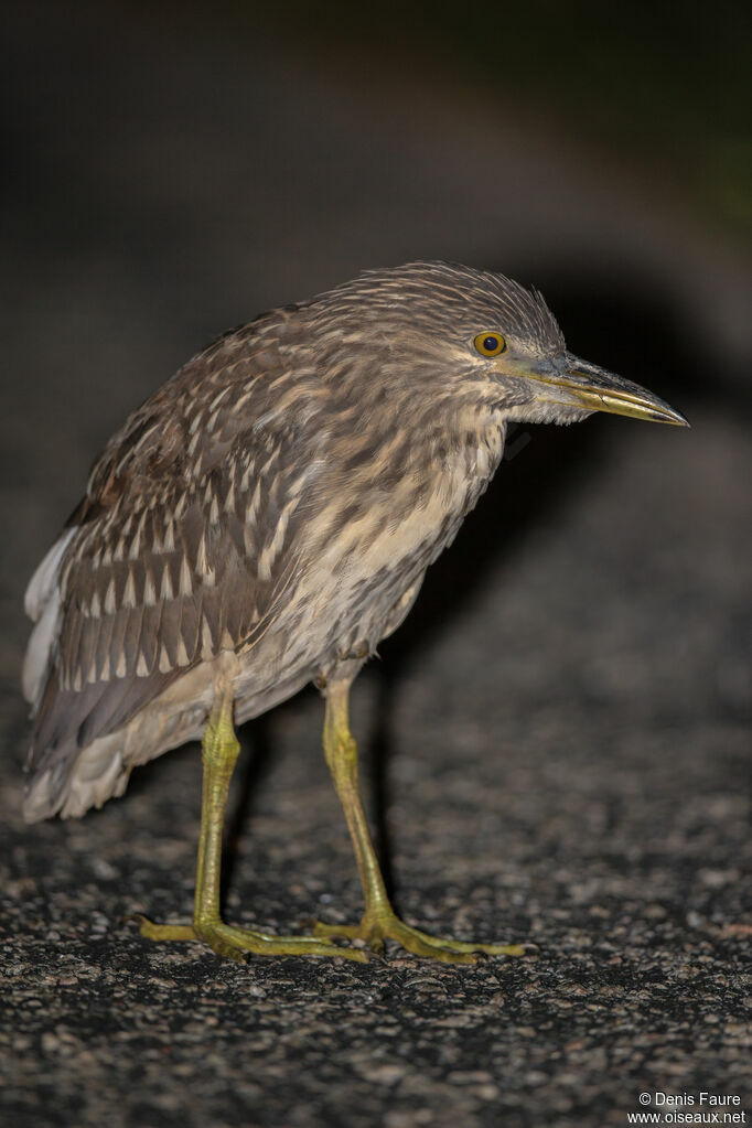 Black-crowned Night Heronjuvenile, walking, eats