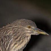 Black-crowned Night Heron