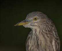 Black-crowned Night Heron